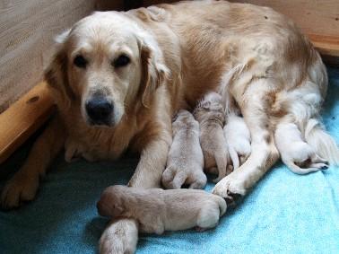Golden Retriever Welpen