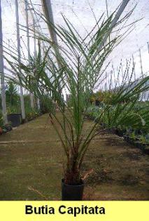 Butia capitata eine wunderschöne Palme