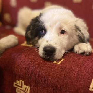 Orestes / Status sucht ein Zuhause