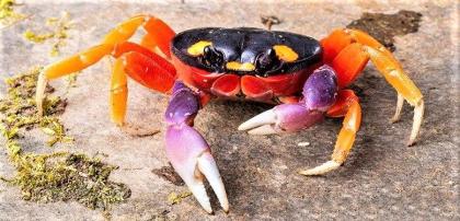 Halloweenkrabbe Gecarcinus quadratus