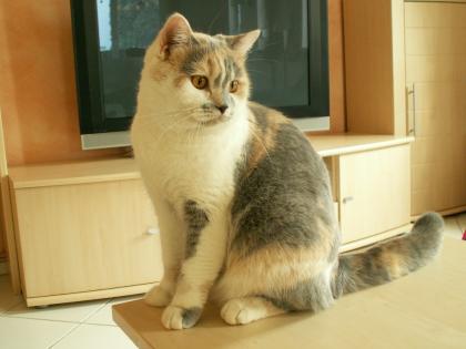 Britisch Kurzhaar Katze - dreifarbig kastriert
