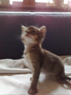 Die süßesten Kitten der Welt Thai/Abessinier-Mix