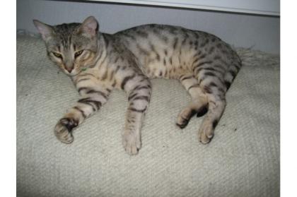König der silbernen Leoparden Bengal Kater