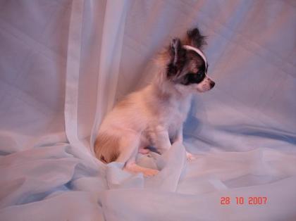 Süsse chihuahua Rüden
