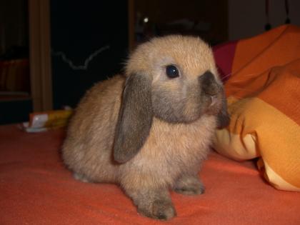 Süßes NHD Kaninchen zu verkaufen