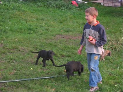 Deutsche Doggen Welpen in Harlekin schwarz Grautiger