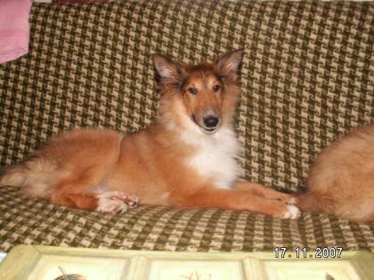 Süße knuddelige wunderhübsche kleine Collie-Babys