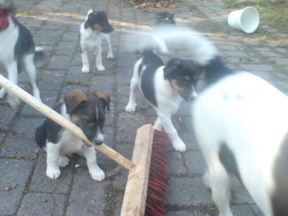 Verspielte aktive foxterrierwelpen