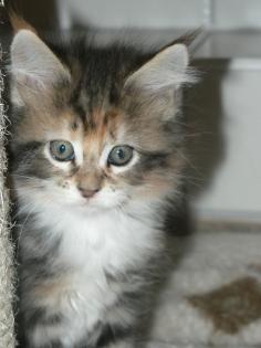 Hanni ein dreifarbiges Maine Coon Baby sucht nette Familie