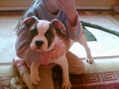 Amerikan bulldog welpen zu verkaufen 350Eurou v. h. b.