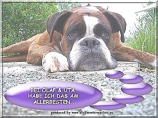 Von Privat zu Privat Wir nehmen Ihren Boxer in liebevolle boxerfahrene Pflege