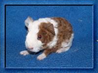 Meerschweinchen US-Teddys