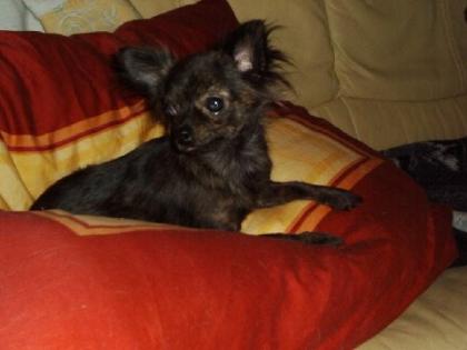 Kleine Langhaar Chihuahua Hündin dunkel gestromt