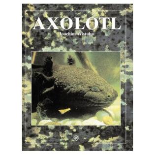 Axolotl abzugeben Pärchen od. einzeln geschlechtsreif