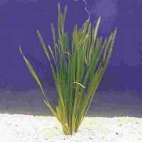 Schwertträger Molly s und Vallisneria