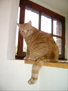 DRINGEND Kater Felix abzugeben