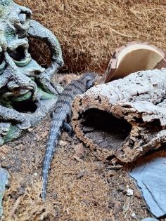 Blauzungenskink mit komplettem Zubehör nur ohne Terrarium