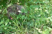 Faltenhunde Forum - der Shar Pei www. faltenhunde-forum. de Wir sind ein nettes