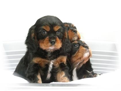 Cavalier-King-Charles-Spaniel Welpen mit ICR-Papieren EU Impfausweis