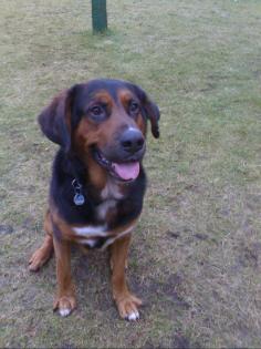 Familien Hund Bernasenn-Mix