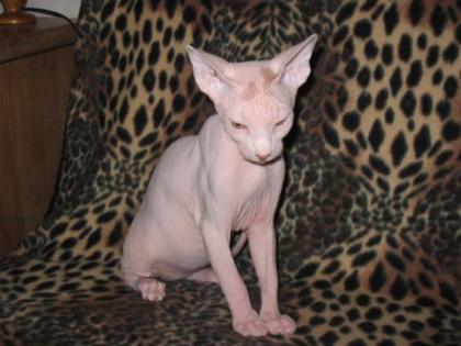 Canadische Sphynx Luxus Katzenbabys mit Papiere