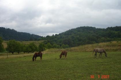 Suche Beistellpferde Zuchtstute/ Zuchthengst Quarter Horse Paint Horse Appaloo