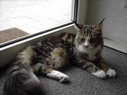 Maine Coon Hobbyzucht