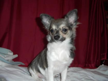 Chihuahua Jungrüde