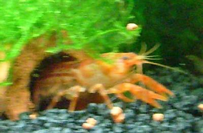 CPO Cambarellus patzcuarensis var. Orange Garnelen