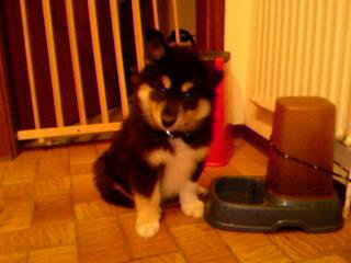 Husky-Colliewelpe zu verkaufen