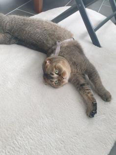 Kastrierter Kater 4 Jahre alt