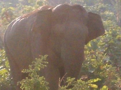 Biete günstige Reiseangebote Ihre Traumreise Sri Lanka an