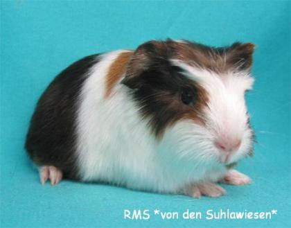 Rassemeerschweinchen gesund munter direkt von der Züchterin