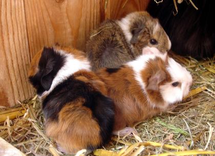 Kerngesunde Meerschweinchen Babys Weibchen und Böcke