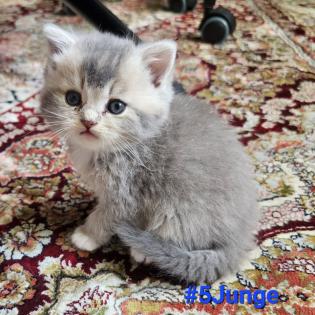 5 bkh katzen auf der Suche nach einem Zuhause