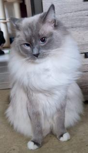 Zuckersüße Ragdoll Kitten