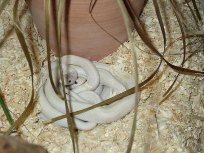 1. 2 leuzistische Texaskükennatter Pantherophis obsoletus lindheimeri DNZ 07/08