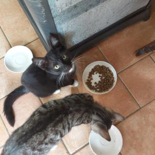 Drei kuschelige verspielte Katzen