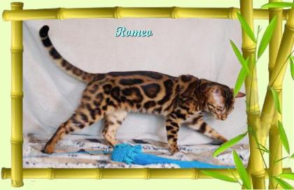 Exklusiver und pfiffiger Bengal Kater Donat Rosetten Eyecatcher unkastriert