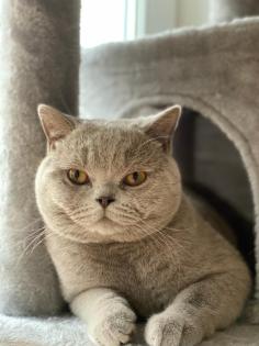 BKH Kitten Kater lilac m