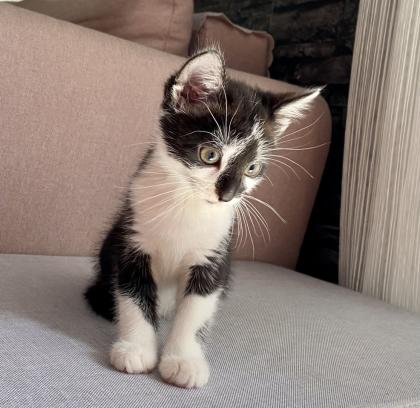 Babykatze Männlich
