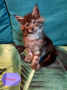 Main-Coon Kitten reinrassig