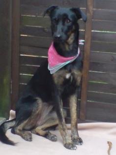 Phebe 1 1/2 Jahre jung sucht sehr dringend liebevolles zu Hause.