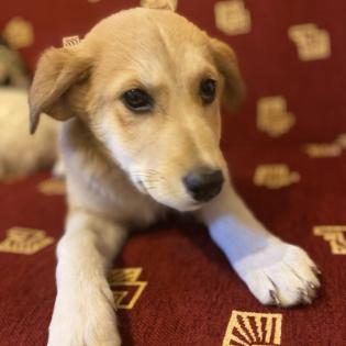 Irma / Status sucht ein Zuhause