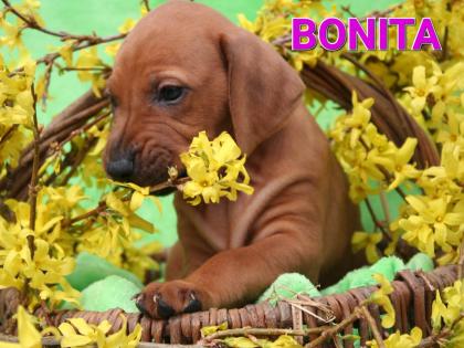 4 Rhodesian Ridgeback x Magyar Vizsla Welpen