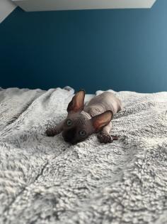 Sphynx Kitten suchen ein Zuhause