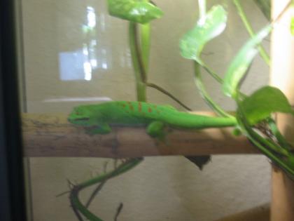 Taggecko Phelsuma Grandis