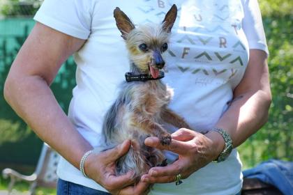 YORKI GIZMO - Mini Yorkshire Terrier - 15 Jahre - Tierhilfe-Franken e. V.
