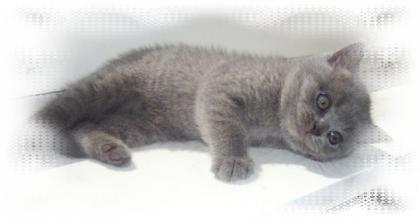 Wegen Zuchtaufgabe haben wir noch 2 Kitten und eine 1 Jährige Katze abzugeben