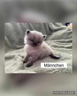 Perserkitten mit Nase